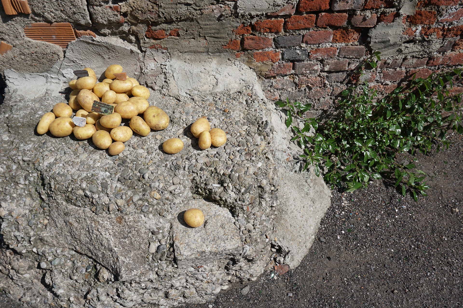 mannn Patatas Guerra