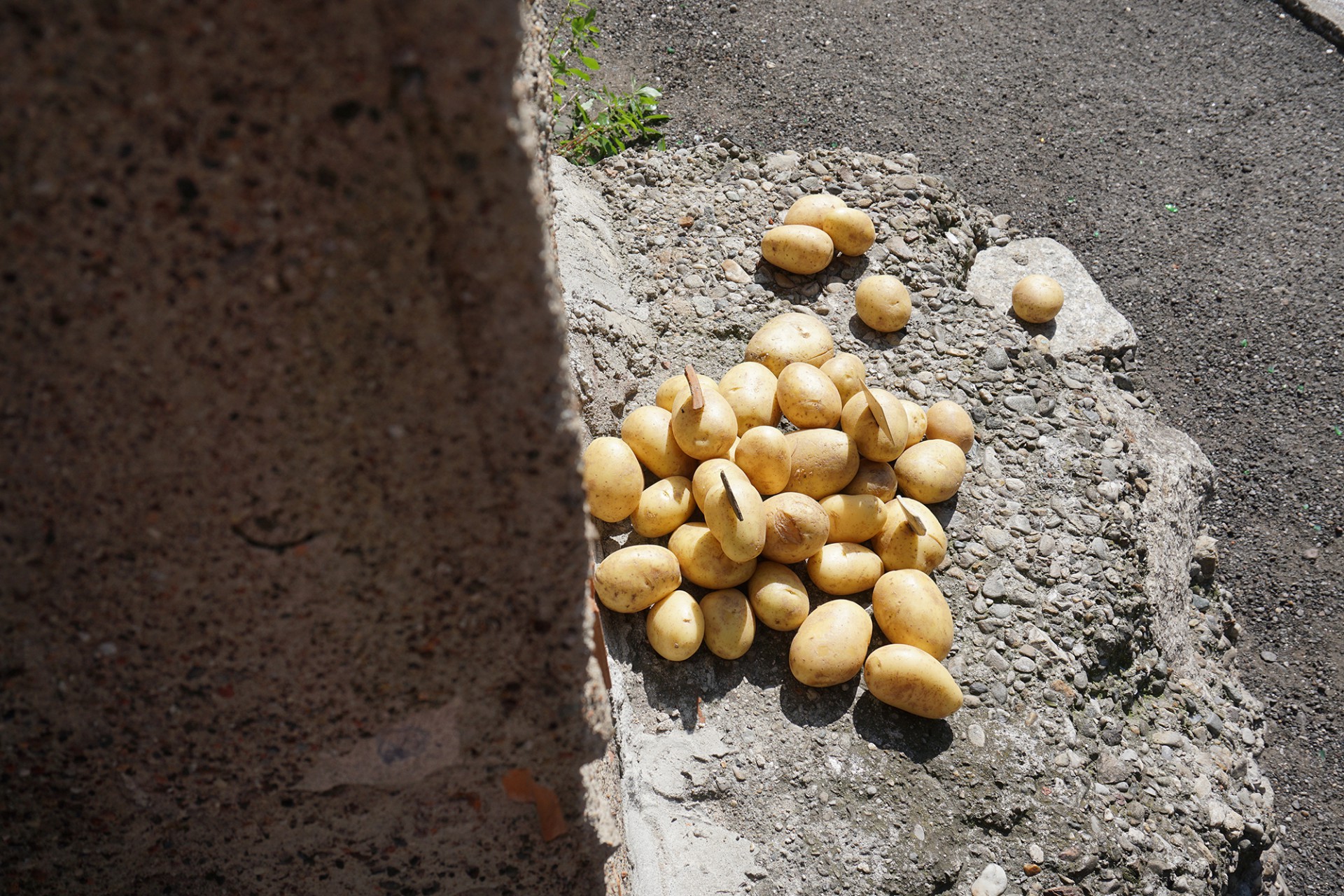 mannn Patatas Guerra